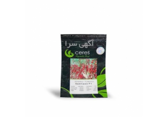 بذر گوجه گلخانه - قیمت بذر گوجه زیتونی سانتیاگو