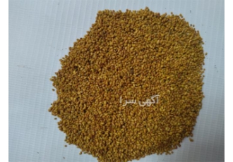 خرید و فروش انواع بذر یونجه در ایلخچی خرید و فروش انواع بذر یونجه