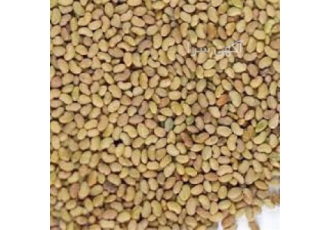 فروش بذر یونجه گندم کاه و جو با کیفیت در میاندوآب برای خرید بذر جو