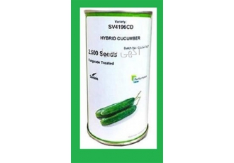 عرضه بذر خیار ۴۱۹۶ sv ( بذر کشاورزی اصل ) در مشهد بذر خیار 4196 SV