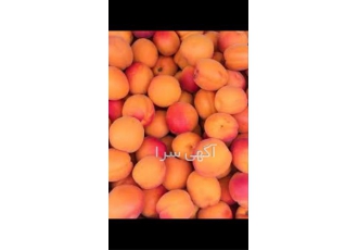 عرضه نهال زردالو ( آلو ارمنستانی) پیوندی گلدانی در ساری عرضه نهال