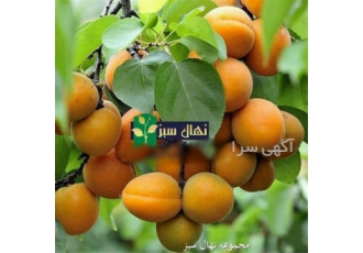 نهال زردآلو قیسی در میاندوآب نهال زردآلو قیسی زردآلو میوه ای شیرین