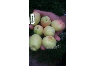 نهال زردآلو انبه ای