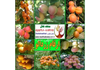 فروش ارقام مختلف نهال زردآلو در مشهد ارقام مختلف نهال زردالو صادراتی