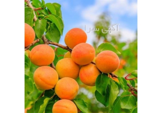 فروش نهال زردآلو - خرید زردآلو - قیمت زردآلو
