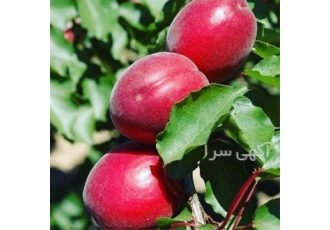 فروش نهال زردآلو قرمز در میاندوآب معمولا میوه زردآلو قرمز را برای مصرف