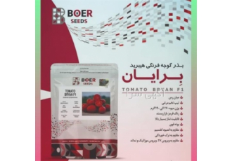 فروش بذر گوجه فرنگی هیبرید برایان در کرج قیمت بذر گوجه برایان