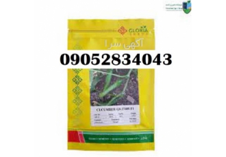 بذر خیار گلوریا خاصیت یک در بوشهر مقاومت عالی و پر فروش ترین بذر بازار