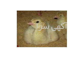 فروش جوجه بوقلمون بیوتی وبرنز rlm فروش جوجه بوقلمون وارداتی به نژادهای