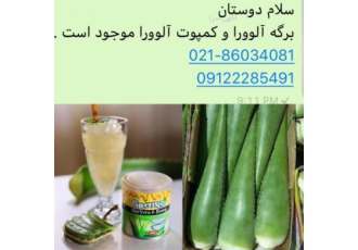 برگ آلوئه ورا خریدار هستیم بوته آلوئه ورا موجود است کمپوت و برگ آلوورا