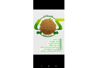 بذر یونجه تضمینی پایه بلند کیمیا بذر راشدی در قزوین فروش بذر یونجه پایه