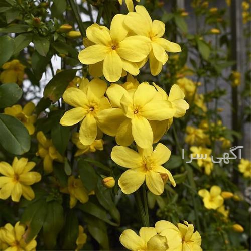 لباس شب پوشیده