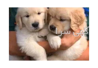 سگ گلدن رتریور،،توله گلدن رتریور با قیمت مناسب