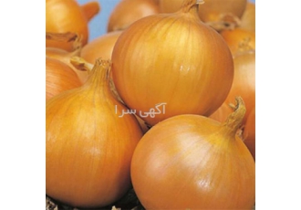 فروش بذر پیاز سوئیت اسپنیش قیمت پیاز زرد در همدان بذر پیاز زرد