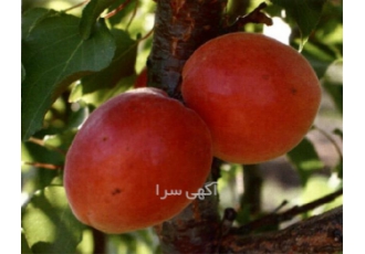 انواع نهال شناسنامه دار زردآلو