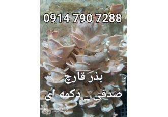 خرید اینترنتی بذر قارچ دکمه ای و بذر قارچ صدفی