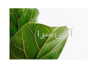 ویتامین مایع و پودر و روغن های دارویی و تخصصی بازرگانی احمری