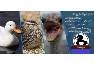 فروش تخم نطفه دار انواع پرندگان
