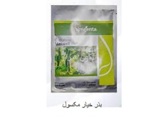 فروش بذر خیار مکسول با کیفیت