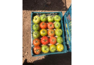 صادرات گوجه فرنگی صادرات صیفی جات صادرات پیاز در اصفهان سلام تامین