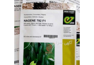 فروش بذر خیار گلخانه ای ناگین