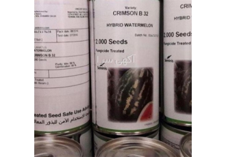 فروش بذرهندوانه بی۳۲ در شیراز هندوانه باراکا ازنوع کریمسون سوئیت خطی