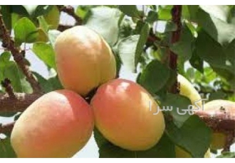 فروش عمده نهال زردآلو عسگرآبادی
