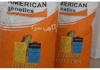 بذر علوفه ای امریکن ژنتیک _اصل شرکتی