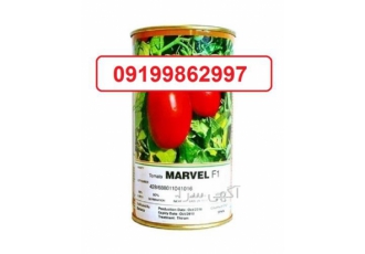 سفارش بذر گوجه فرنگی مارول با ارسال سراسر کشور در یزد بوته ای قوی