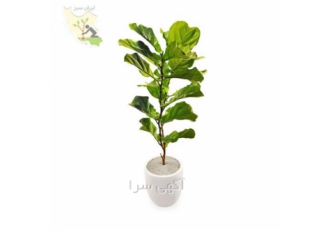فروش فیکوس آفریقایی در تهران این گیاه ویژه در افریقا و مناطق گرمسیری