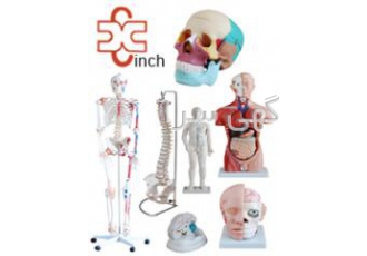 انواع مدل های اناتومی و مولاژ های پزشکی و آموزشی Xinch شرکت پزشکی