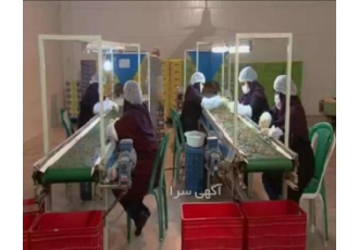 تولید پخش و فروش عمده حبوبات عدس لوبیا نخود لپه گروه تولیدی و صنعتی