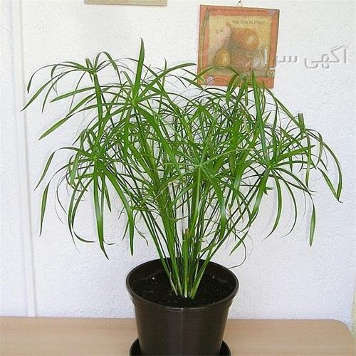 گلخانه چهار نخل