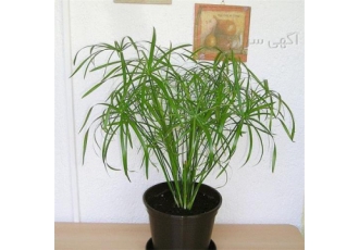 فروش درختچه گل نخل مرداب