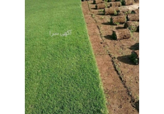 فروش چمن رول