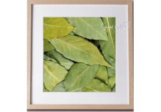 فروش برگ بو درجه یک در تهران برگ بو درجه یک با بهترین کیفیت قیمت مناسب