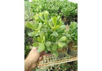 خرید عمده گل یشم در اصفهان پرورش و نگهداری از گیاه یشم کراسولا فروش