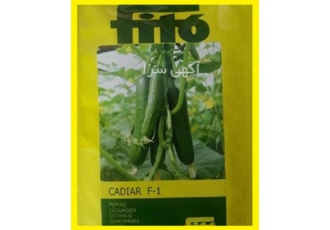 قیمت بذر خیار گلخانه ای کادیرا در یزد بذر خیار گلخانه ای کادیرا یکی