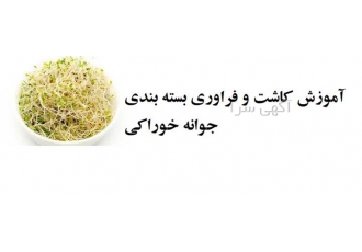 آموزش کاشت جوانه خوراکی و فروش