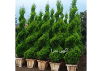 فروش درخت کاج زینتی ، همه نوع ، همه سایز ، درجه یک