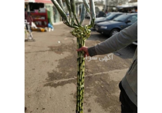 فروش گیاه بامبو - پخش سراسری گل بامبو