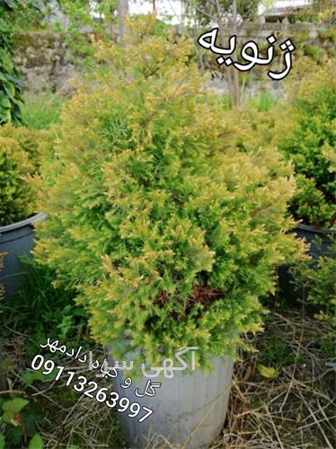 آگهی های گل و گیاه - نشتارود