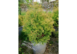 فروش کاج ژنویه توپی ، پیوندی بدون واسطه
