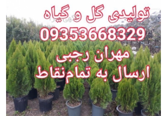 فروش و تولید کامیس پاریس ،فروش گل کامیس زعفرانی