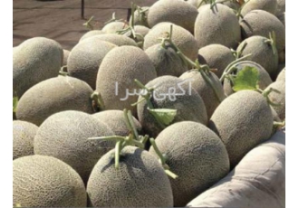 فروش بذر خربزه گرین بذر خربزه Green f۱ در بیرجند ویژگی ها بوته خربزه