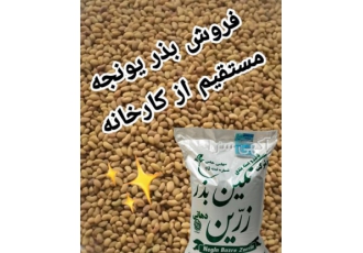 فروش بذر یونجه قیمت بذر یونجه بهترین قیمت