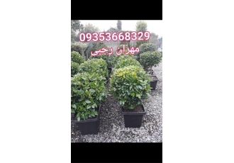 پرورش ، فروش گل و گیاه در شمال