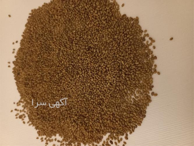 آگهی های بذر و نهال - ایرانشهر