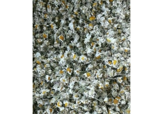 خرید و فروش عمده گل بابونه شیرازی آلمانی و گاوی خرید و فروش عمده گل