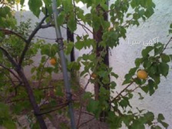 آگهی های بذر و نهال - فیروزکوه